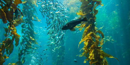 NOTEABLE NEWS: SUPPORTING THE KELP FOREST ALLIANCE