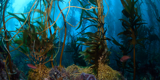 NOTEABLE NEWS: THE KELP FOREST CHALLENGE